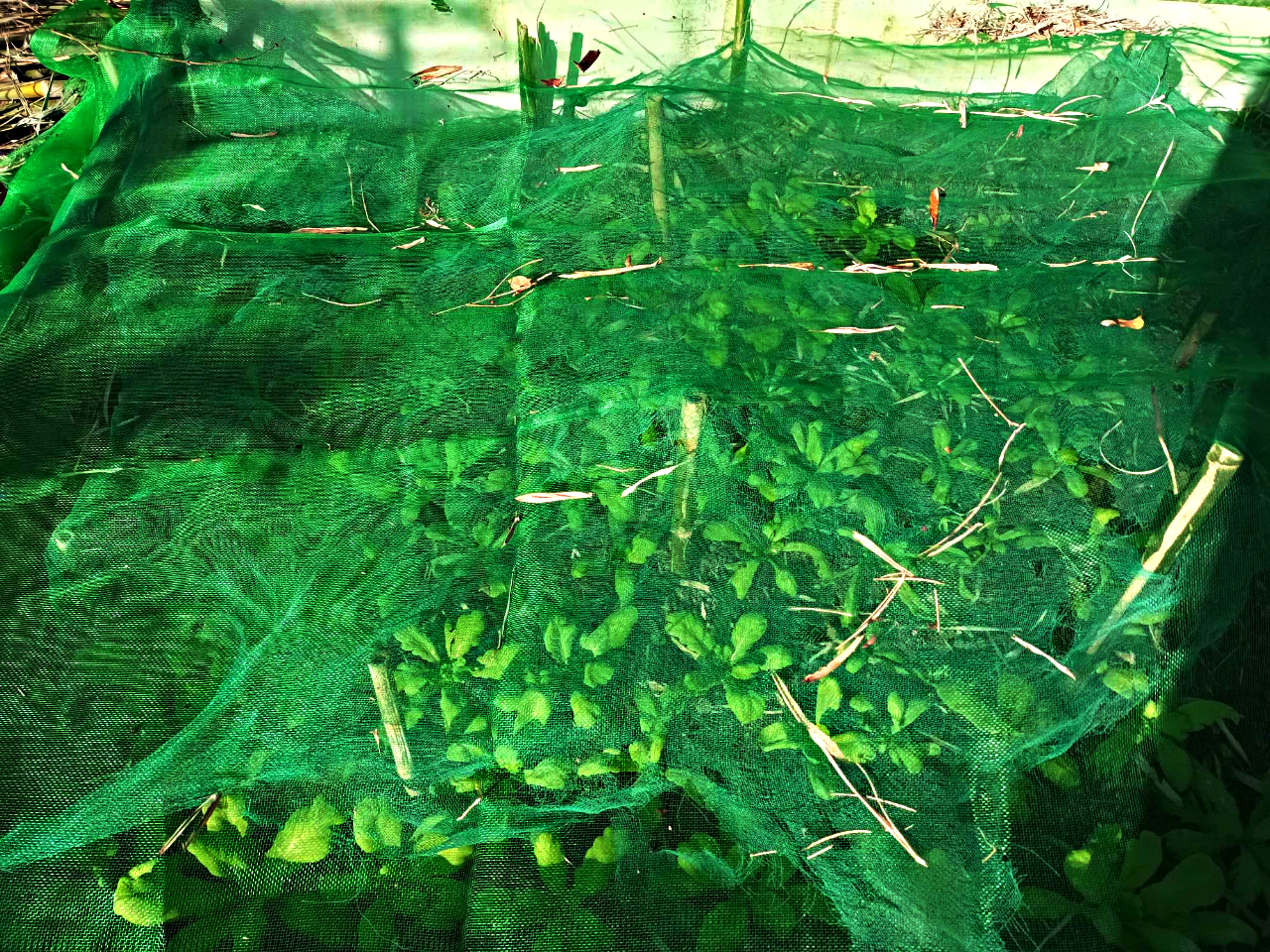 茼蒿又長高了點