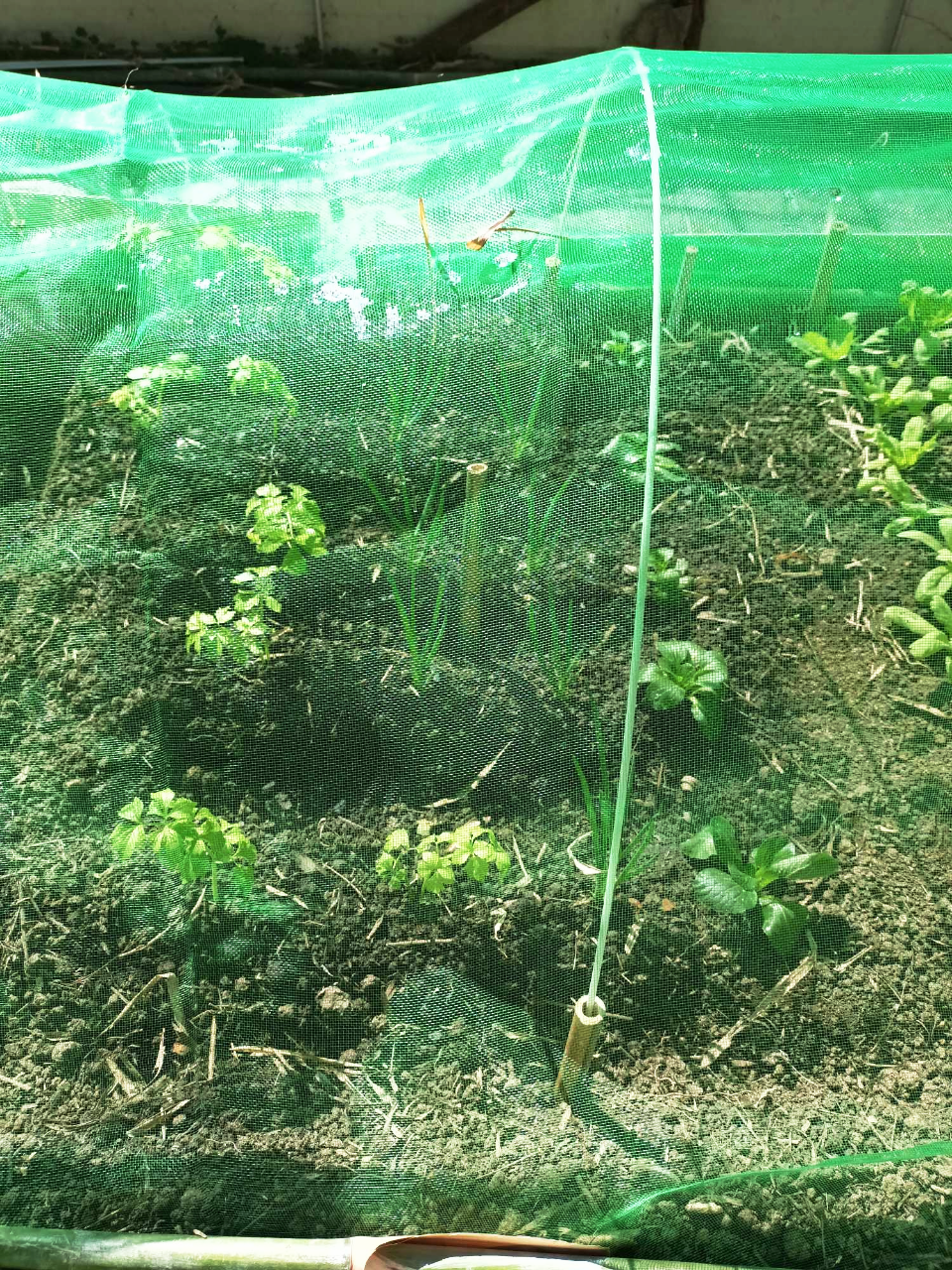蔥與芹菜  給他們多澆點水  太陽大