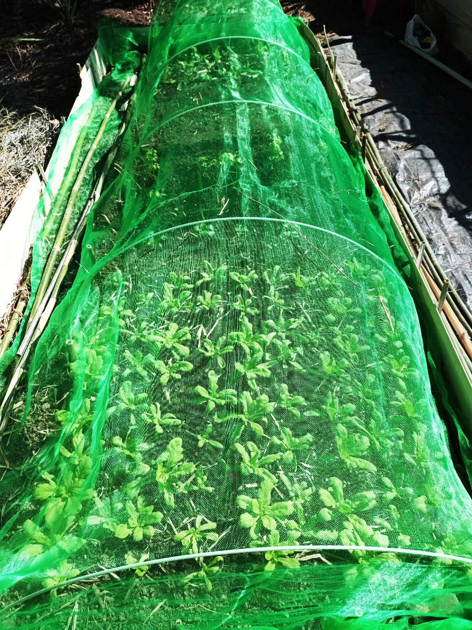 等了好久的防蟲網"支架"終於來了  馬上架起來