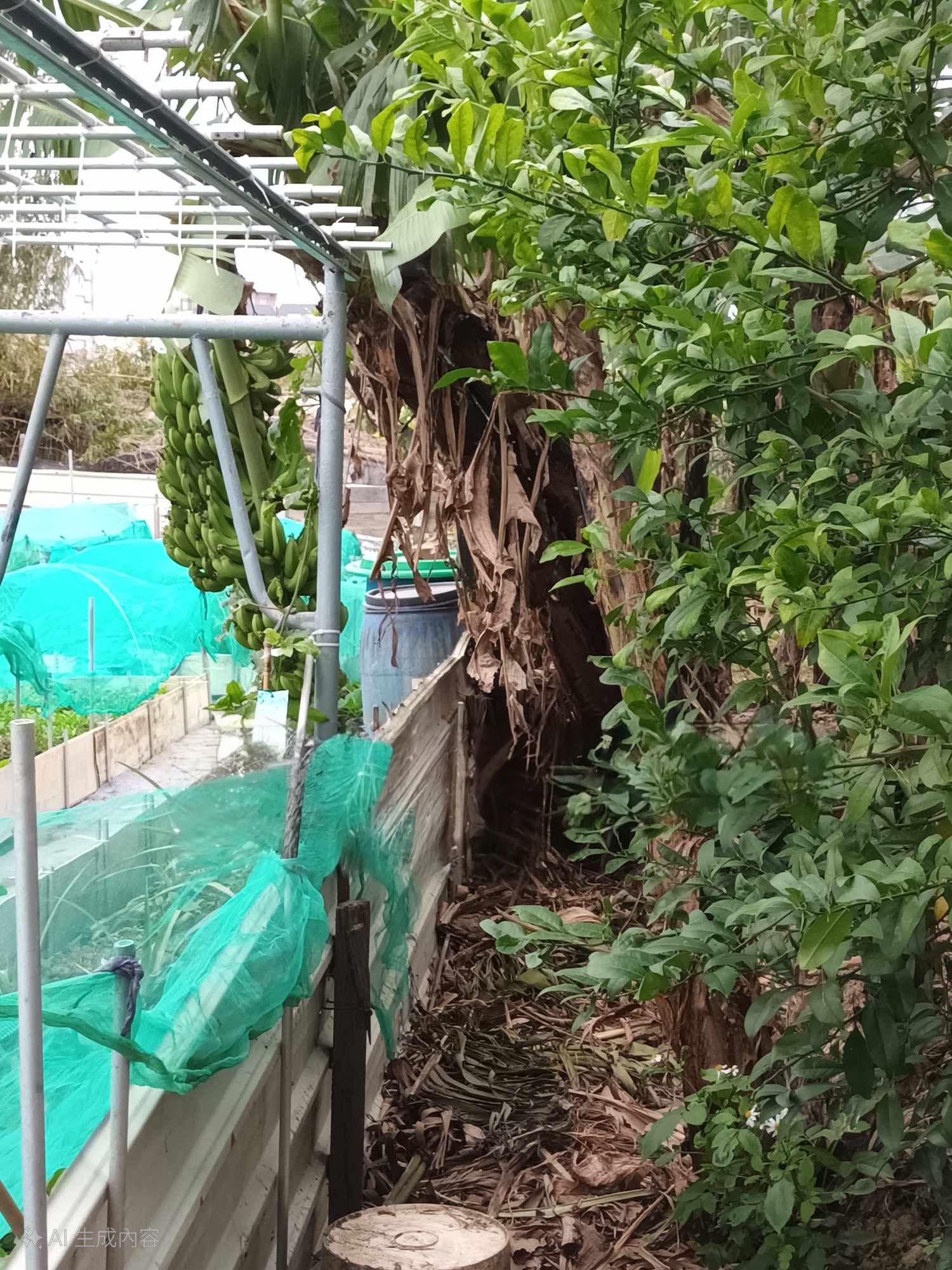 長輩種的香蕉樹 香蕉 到   隔壁菜地上了