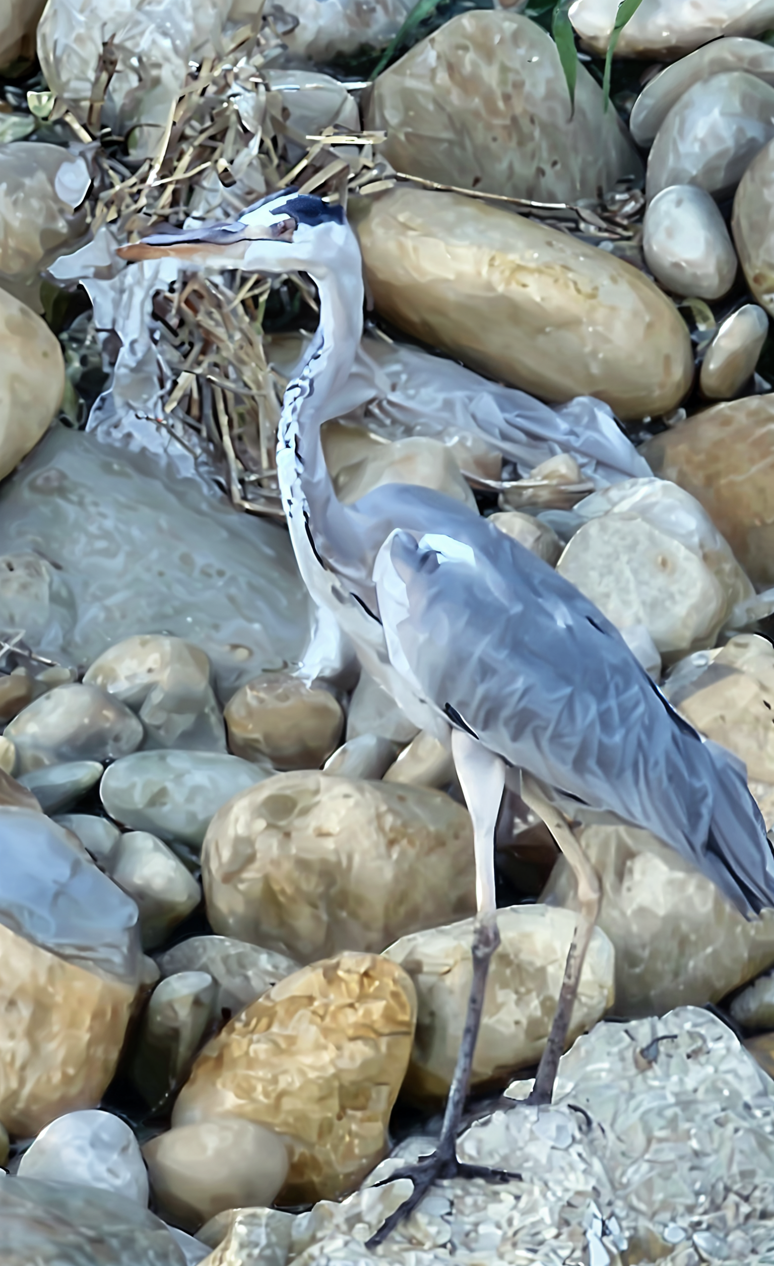 蒼鷺（學名：Ardea cinerea）又稱灰鷺，為鷺科蒼鷺屬的一種涉禽，也是蒼鷺屬的模式種。是歐亞大陸與非洲大陸的濕地中極為常見的水鳥。