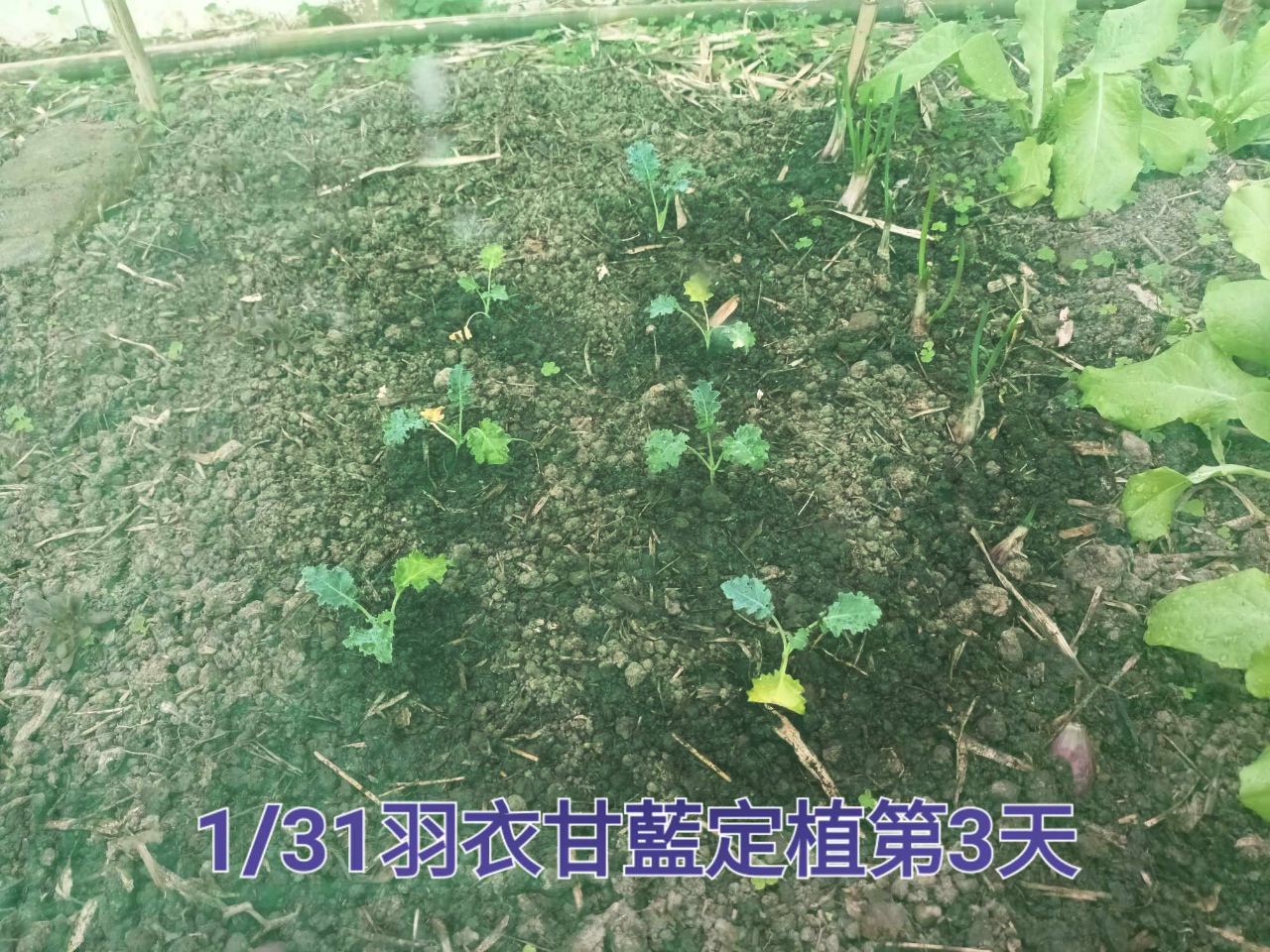 拍攝114年1月31日