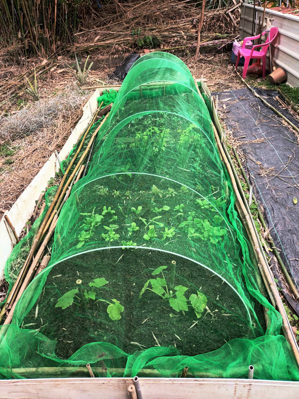 櫛瓜2顆(今天移的) 茼蒿 紅好油萵苣  珠蔥 芹菜 紅奶油萵苣 7株羽衣甘藍  珠蔥 間雜几株焦糖蘿蔓  翠甜萵苣