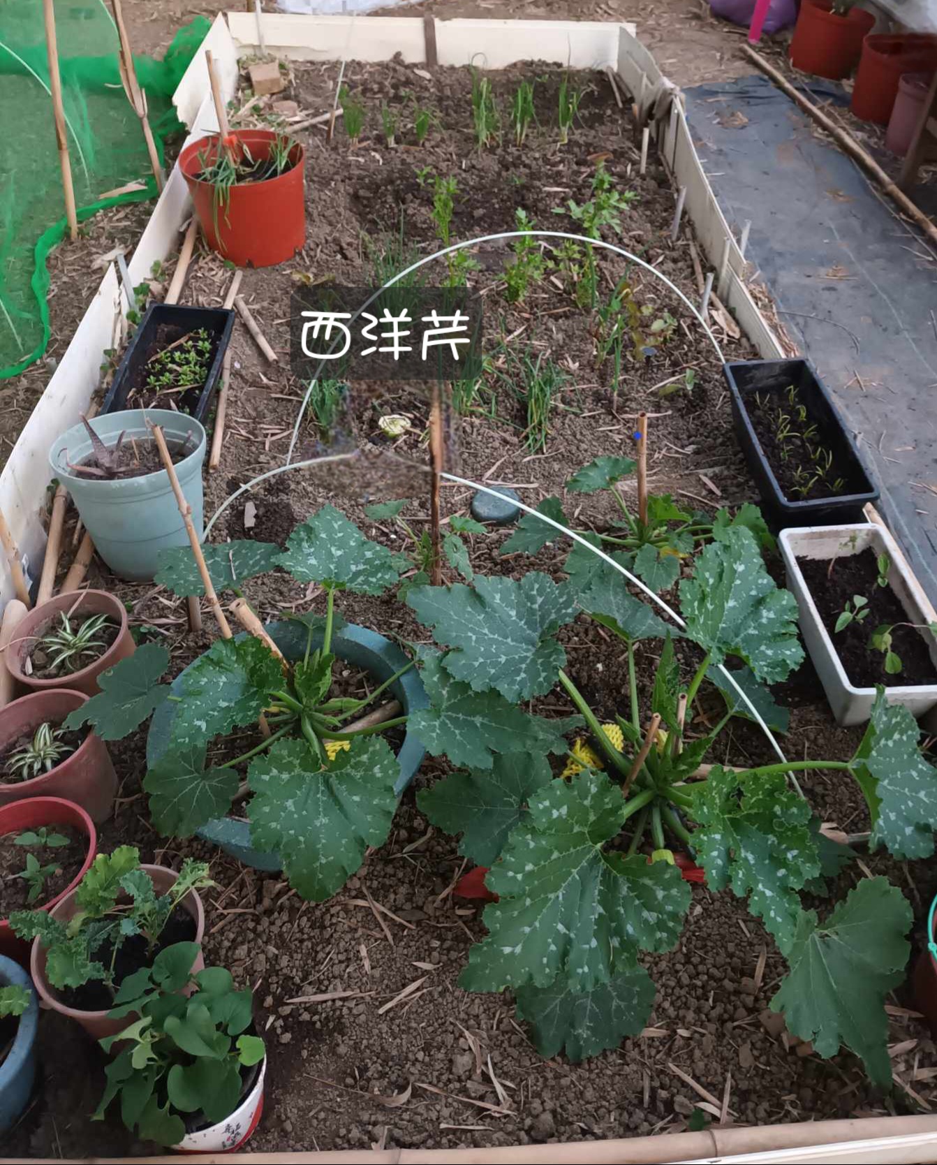 裁下西洋芹的根部再種植