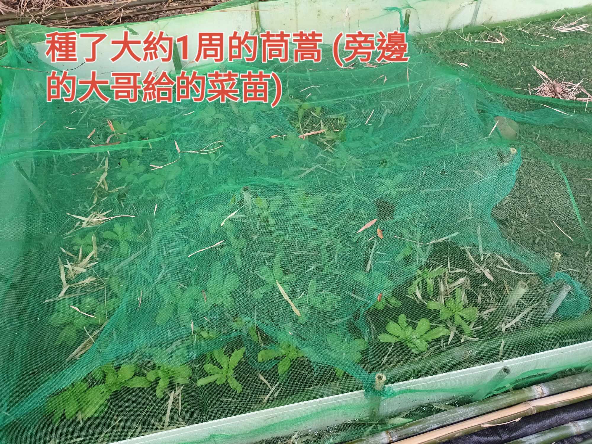 一週大萵苣苗